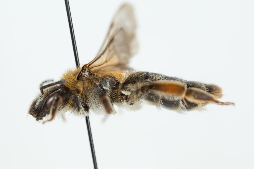  Andrena nigropilosa Warcke, 1967