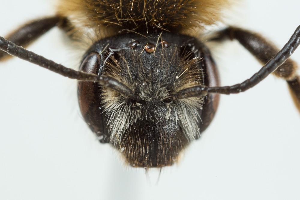  Andrena nigropilosa Warcke, 1967