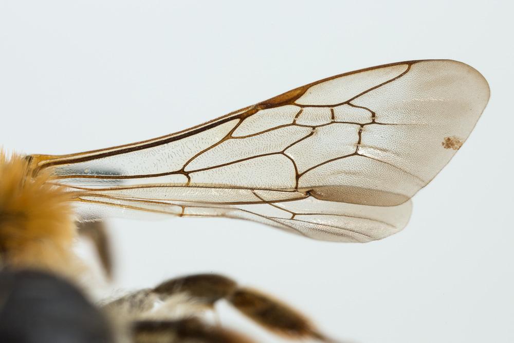 Andrena nigropilosa Warcke, 1967