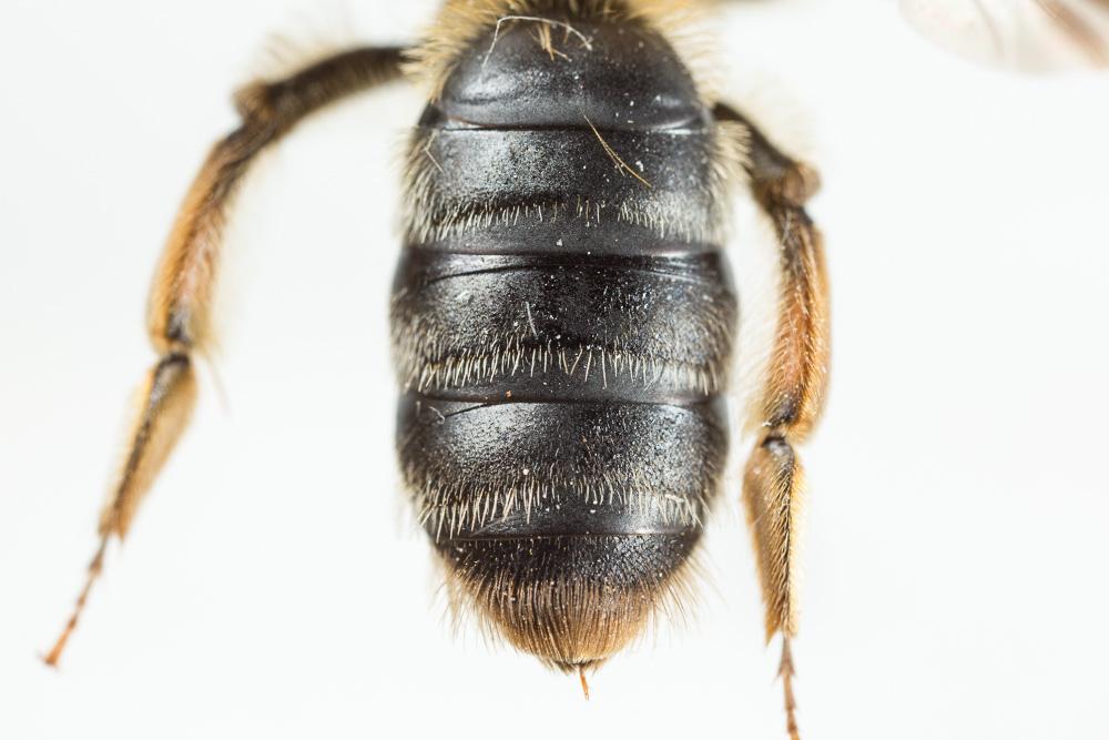  Andrena nigropilosa Warcke, 1967