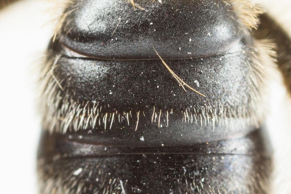 Andrena nigropilosa Warcke, 1967