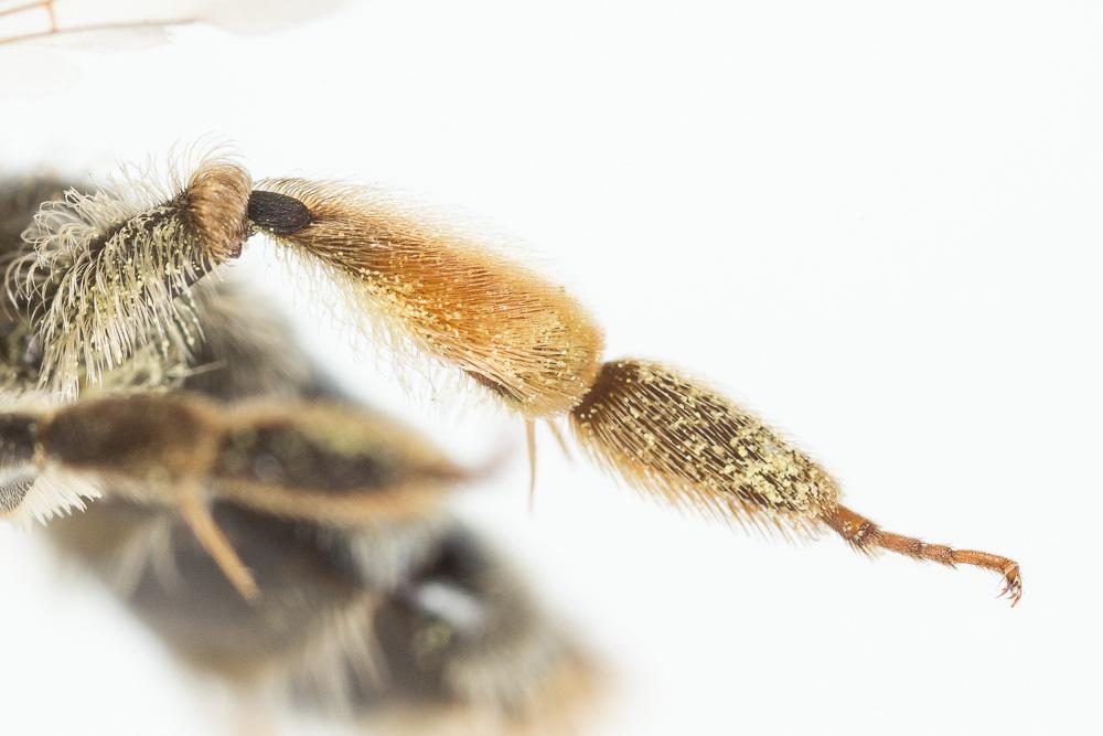 Andrena nigropilosa Warcke, 1967