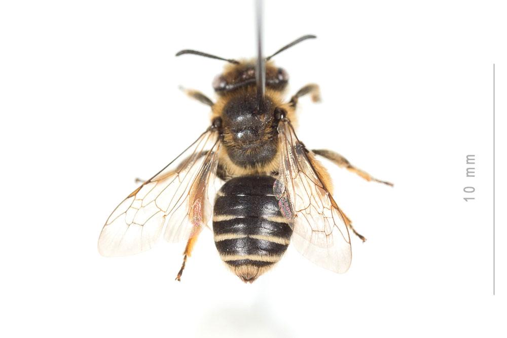 Andrena afzeliella (Kirby, 1802)