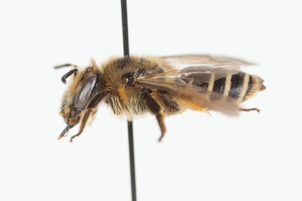  Andrena afzeliella (Kirby, 1802)
