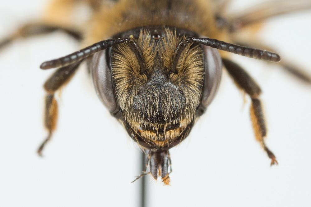  Andrena afzeliella (Kirby, 1802)