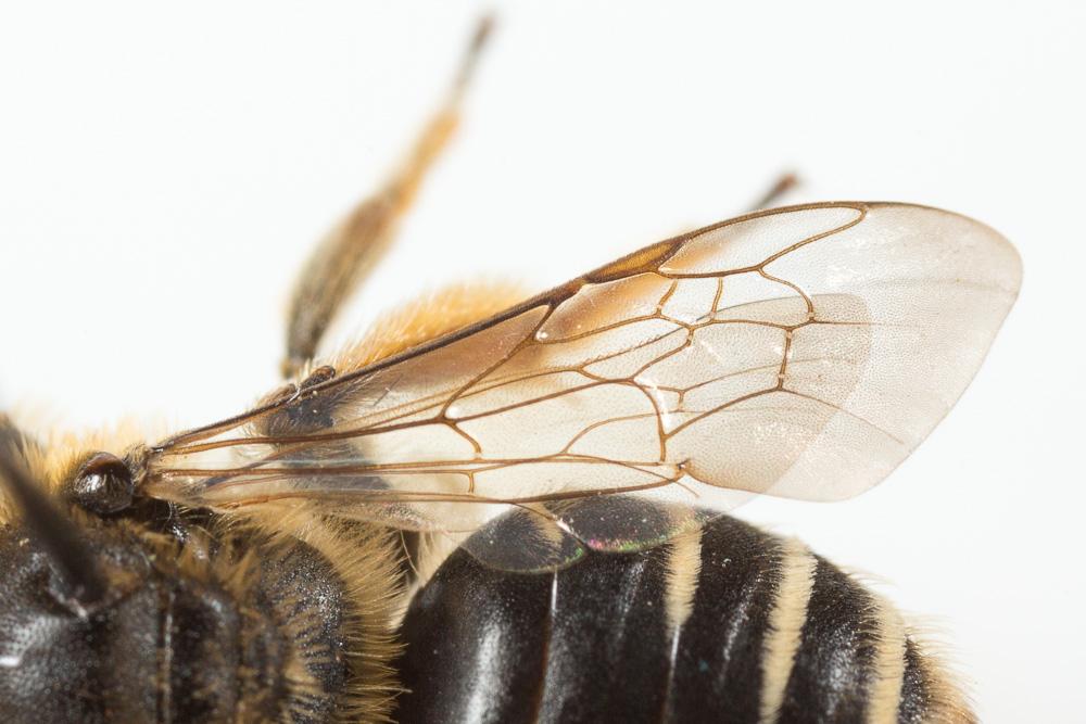 Andrena afzeliella (Kirby, 1802)