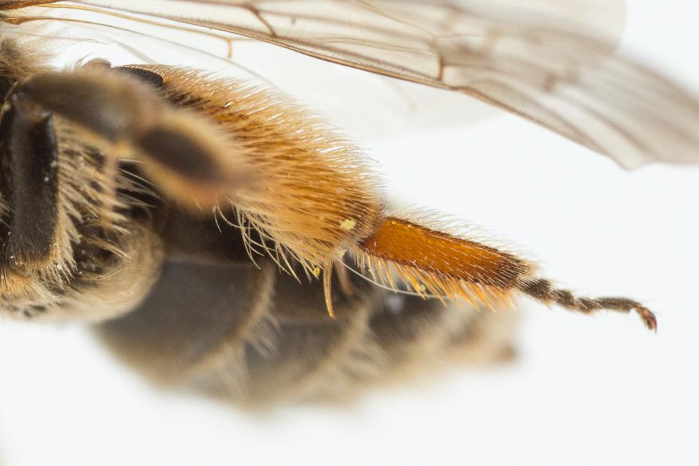 Andrena afzeliella (Kirby, 1802)