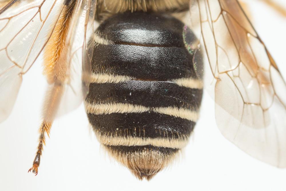 Andrena afzeliella (Kirby, 1802)