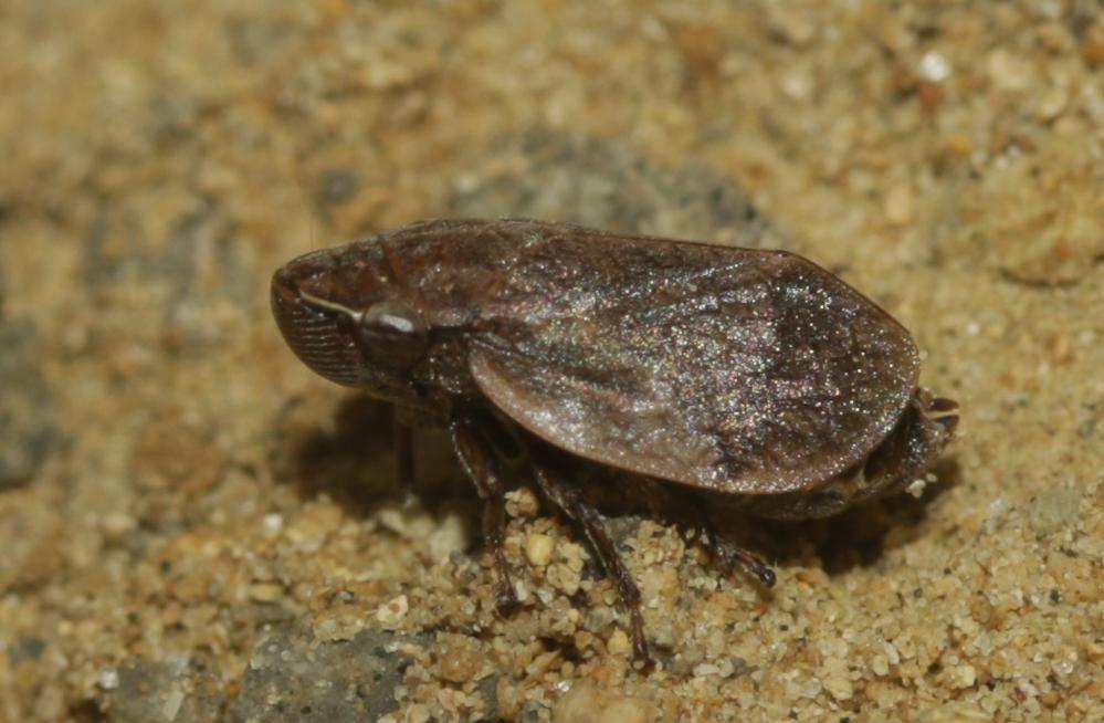 Lepyronia coleoptrata (Linnaeus, 1758)