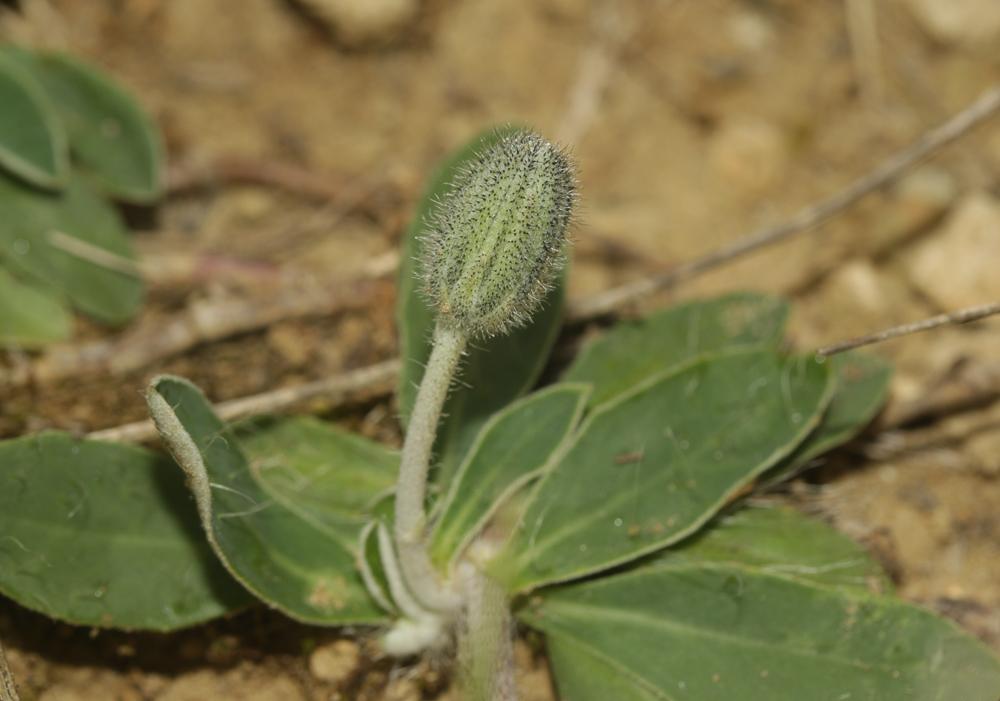 Piloselle Pilosella officinarum F.W.Schultz & Sch.Bip., 1862