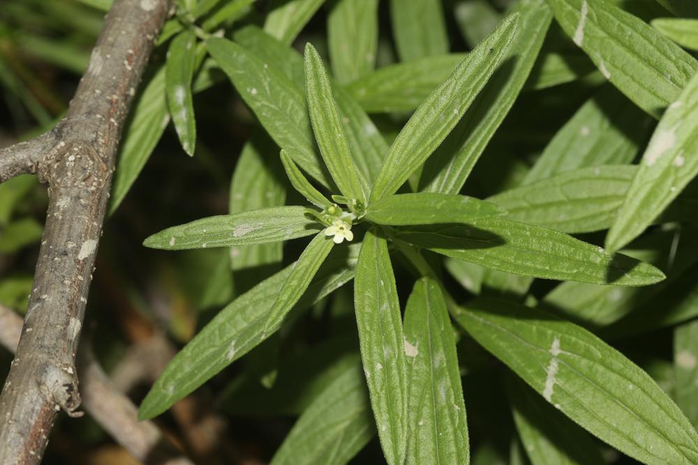 Grémil officinal, Herbe aux perles Lithospermum officinale L., 1753