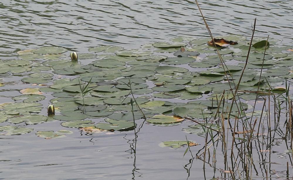 Nénuphar blanc, Lys des étangs Nymphaea alba L., 1753