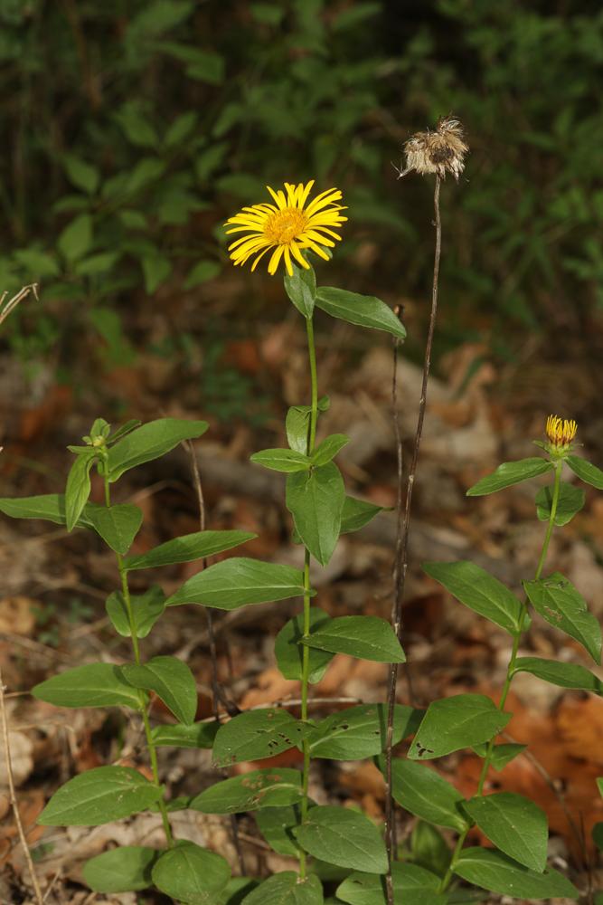 Inule à feuilles de saule Inula salicina L., 1753