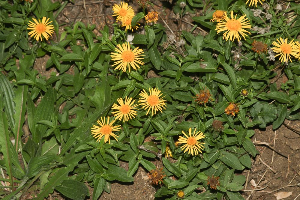 Inule à feuilles de saule Inula salicina L., 1753