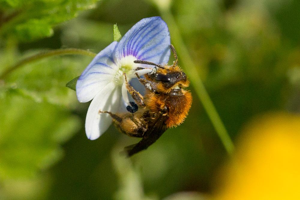 Andrena lagopus Latreille, 1809