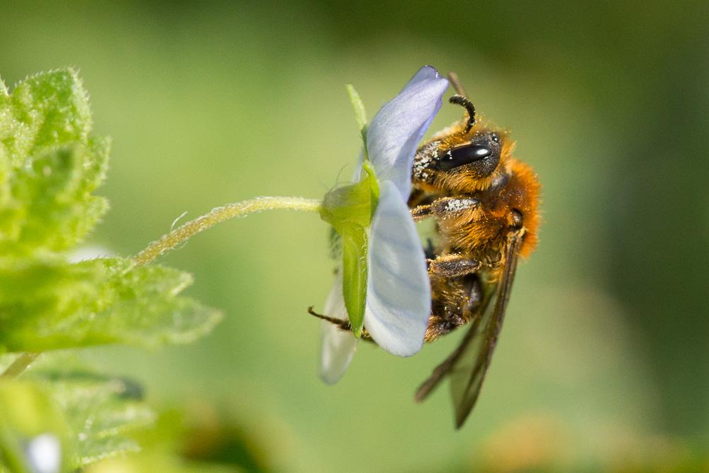 Andrena lagopus Latreille, 1809