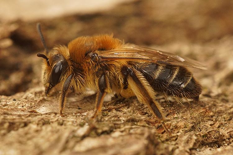 Andrena barbilabris (Kirby, 1802)