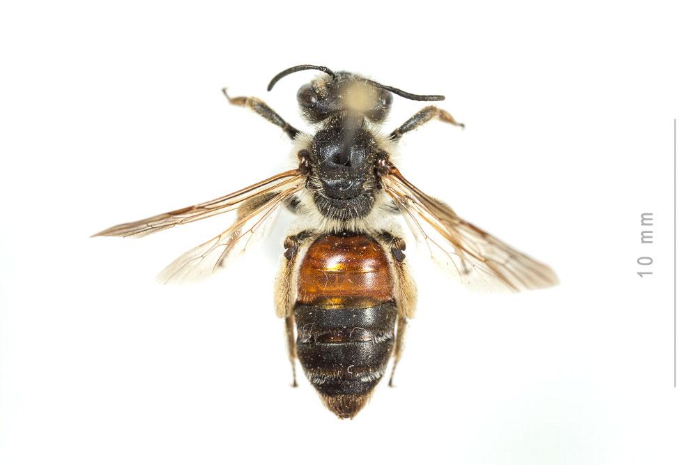 Andrena schencki Morawitz, 1866