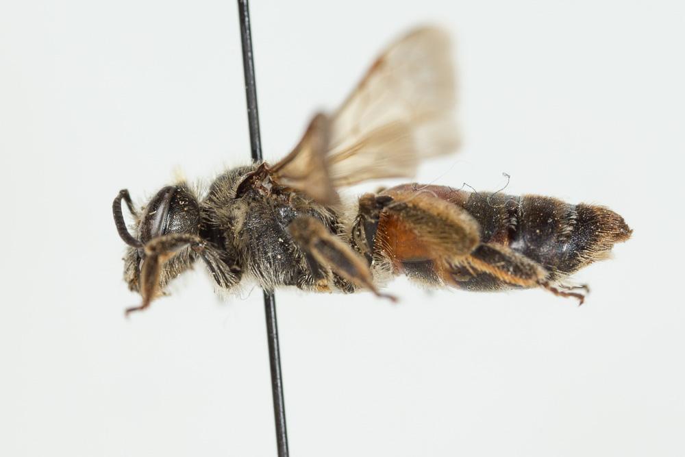  Andrena schencki Morawitz, 1866