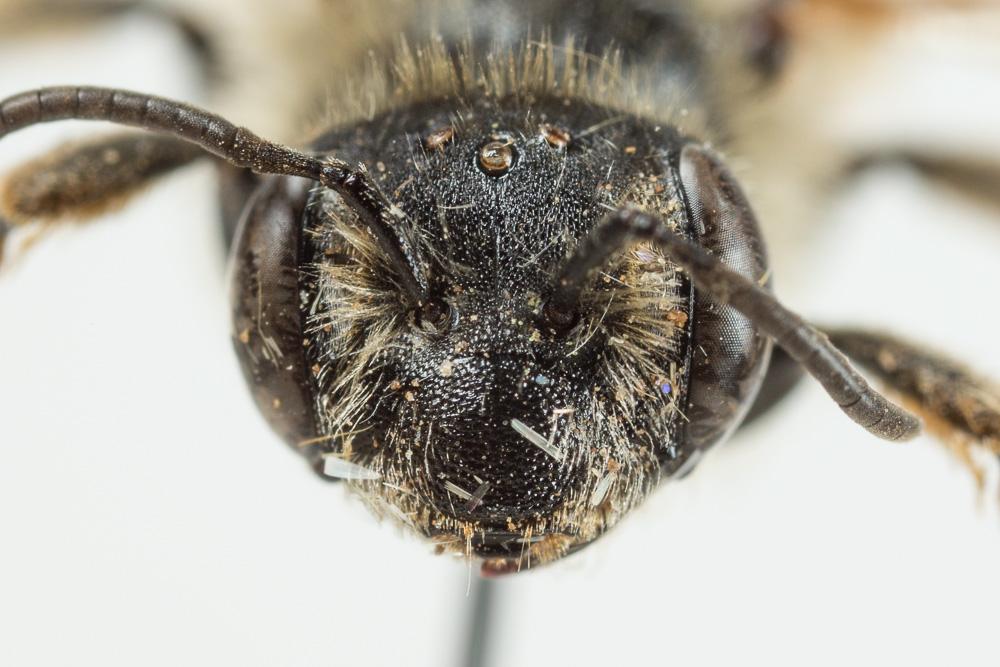  Andrena schencki Morawitz, 1866
