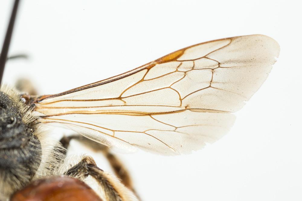 Andrena schencki Morawitz, 1866