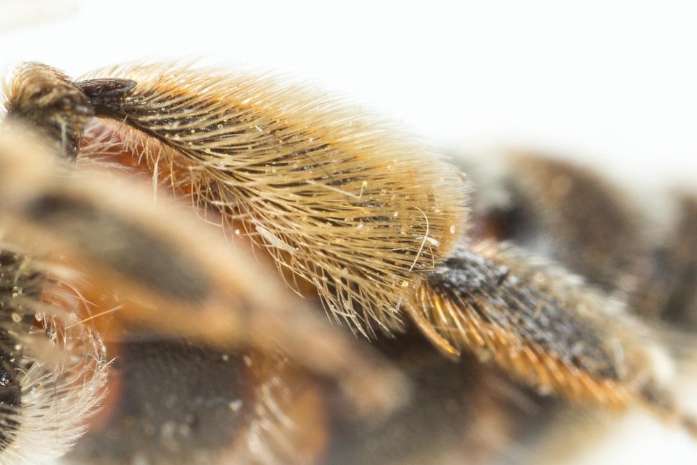  Andrena schencki Morawitz, 1866