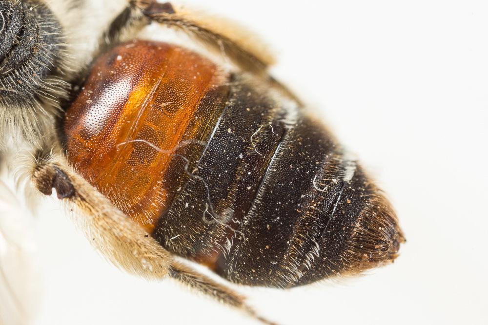 Andrena schencki Morawitz, 1866