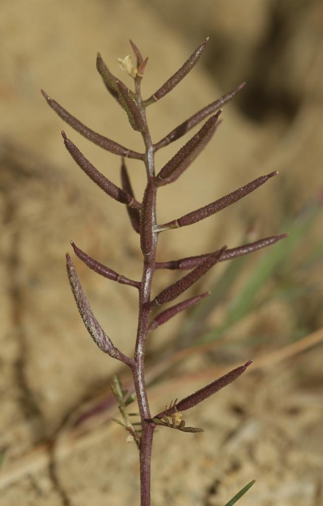 Cresson rude Sisymbrella aspera (L.) Spach, 1838
