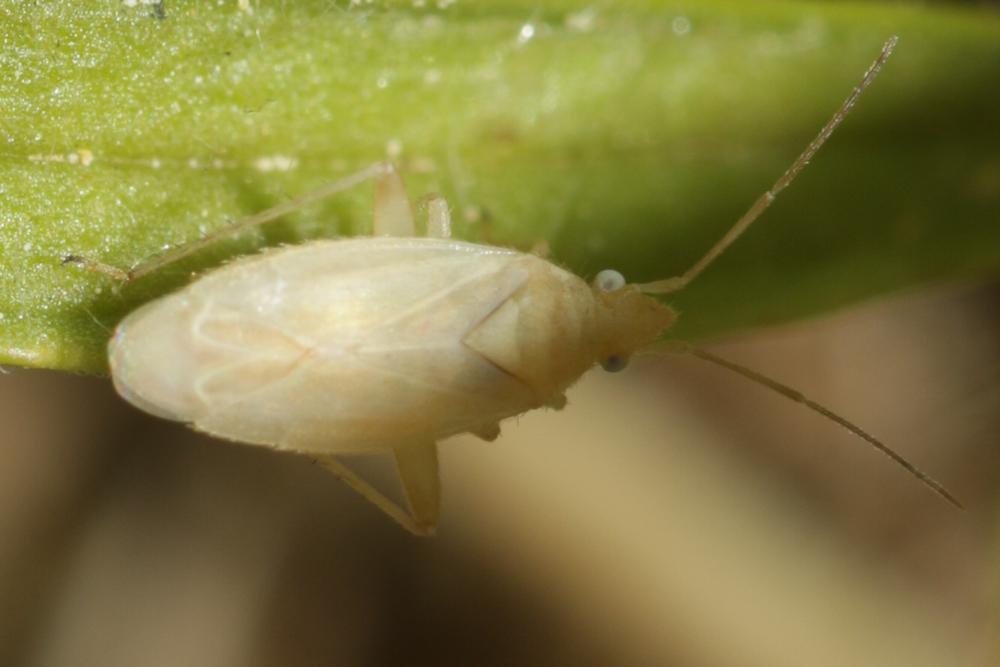 Miridae Hahn, 1831