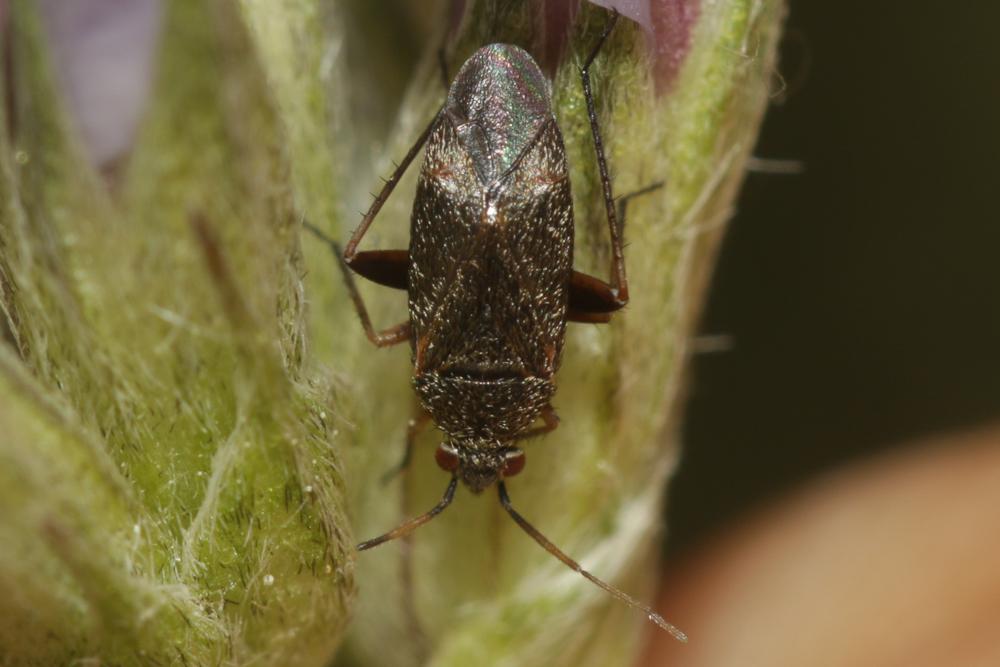 Lepidargyrus ancorifer (Fieber, 1858)