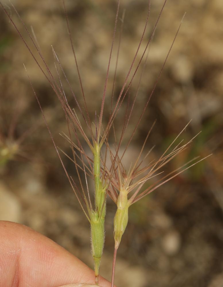  Aegilops L., 1753