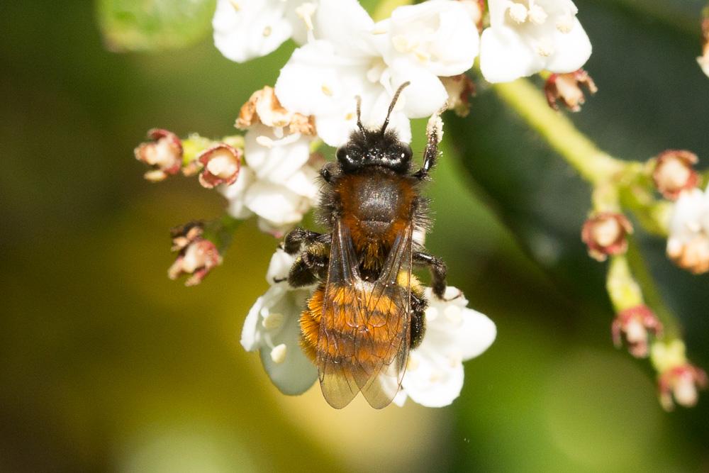  Andrena fulva (Müller, 1766)