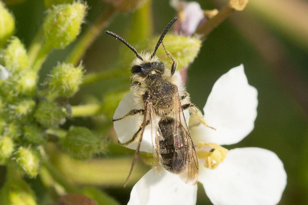 Andrena lagopus Latreille, 1809