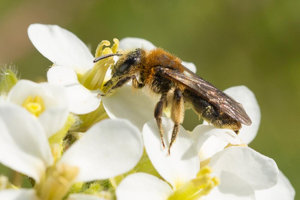 Andrena lagopus Latreille, 1809