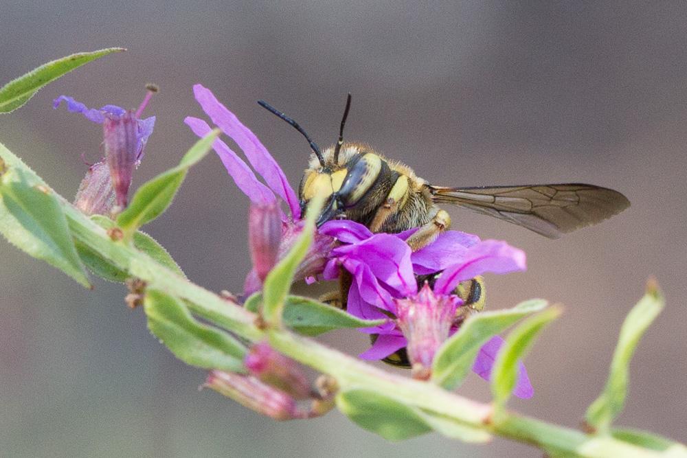 Anthidium florentinum (Fabricius, 1775)
