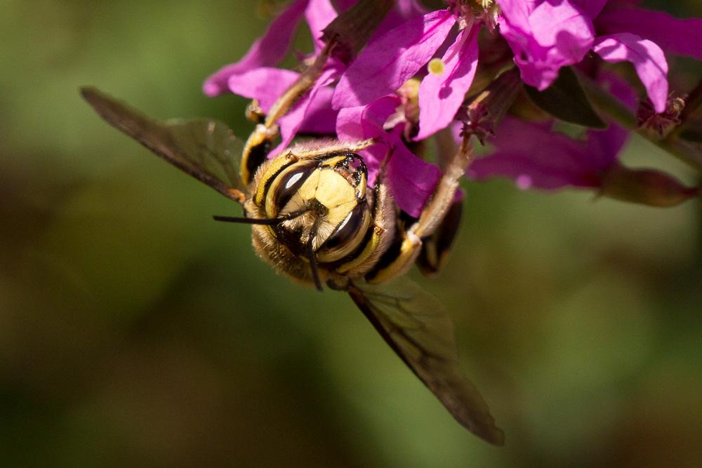  Anthidium florentinum (Fabricius, 1775)