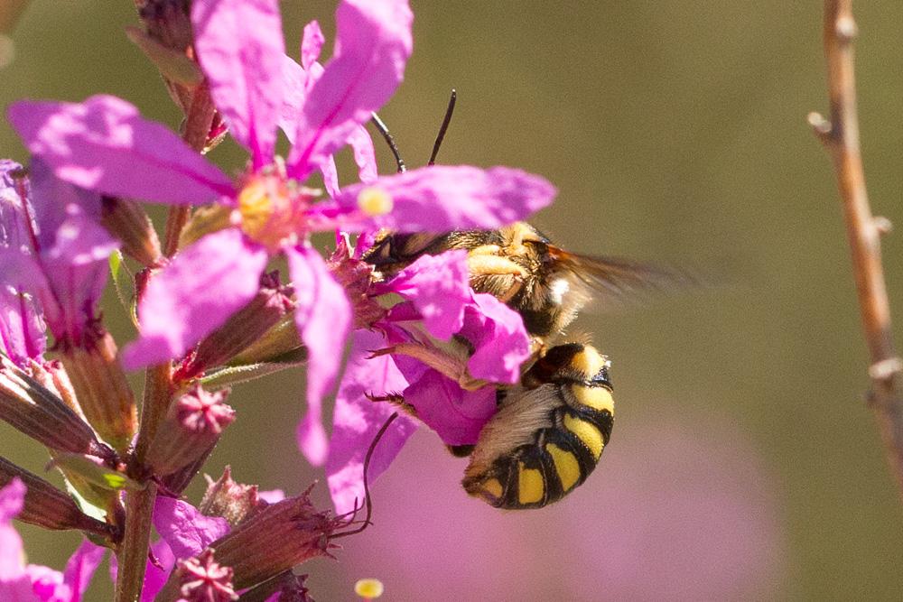  Anthidium florentinum (Fabricius, 1775)