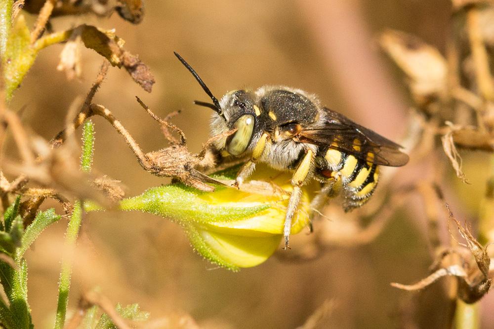  Anthidium loti Perris, 1852