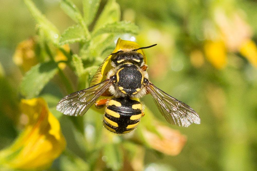  Anthidium loti Perris, 1852