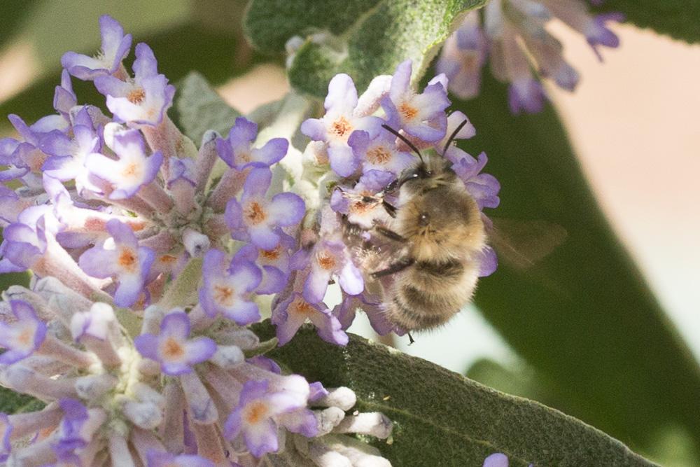 Anthophore commune, Anthophore plumeuse, Anthophor Anthophora plumipes (Pallas, 1772)
