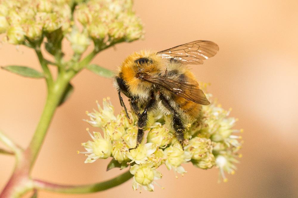 Bourdon des champs Bombus pascuorum (Scopoli, 1763)