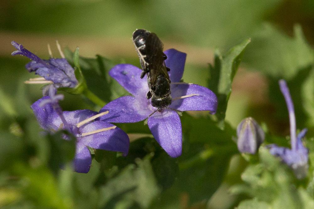  Chelostoma Latreille, 1809