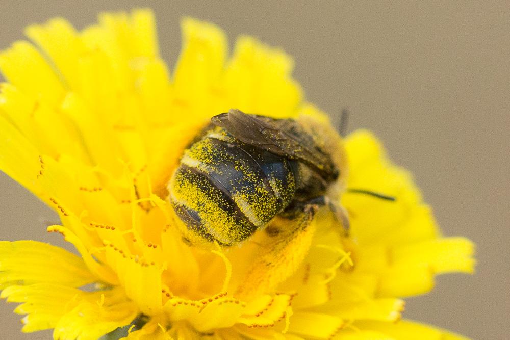  Eucera Scopoli, 1770
