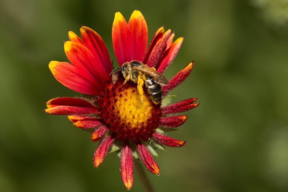  Halictus quadricinctus (Fabricius, 1776)