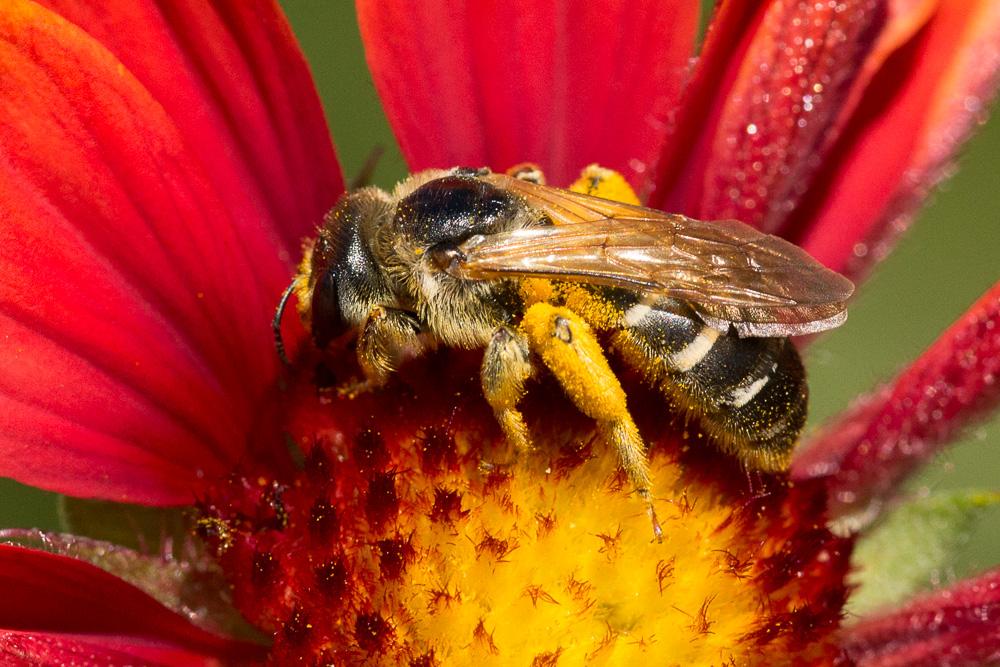 Halictus quadricinctus (Fabricius, 1776)