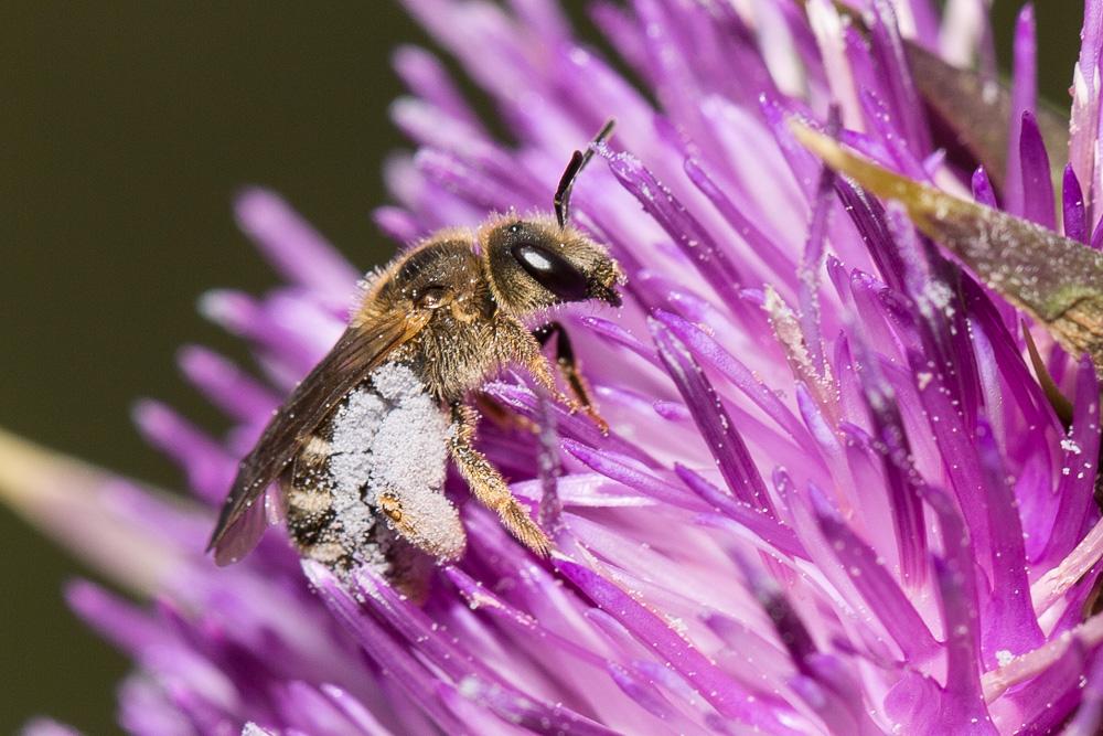 Halictus scabiosae (Rossi, 1790)