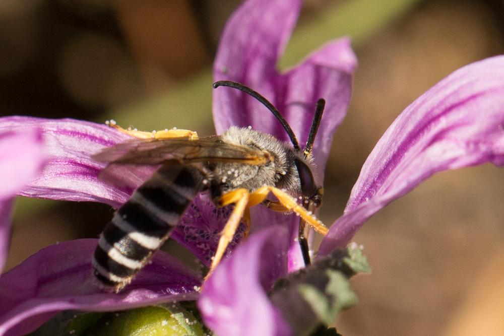  Halictus scabiosae (Rossi, 1790)