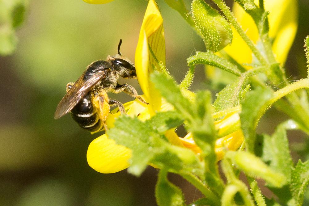  Halictus simplex Blüthgen, 1923