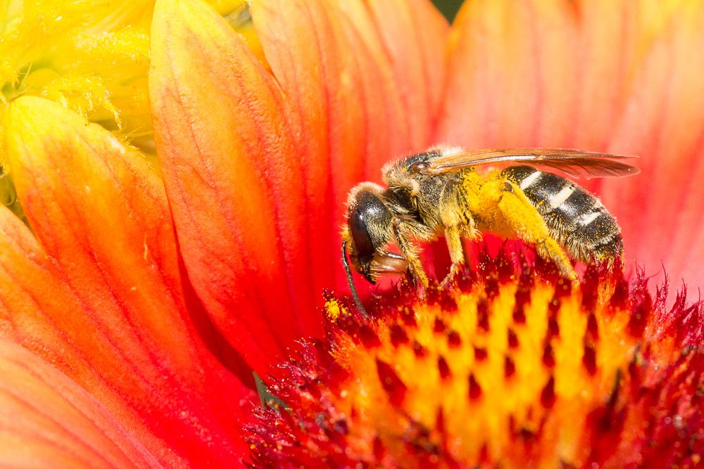  Halictus simplex Blüthgen, 1923