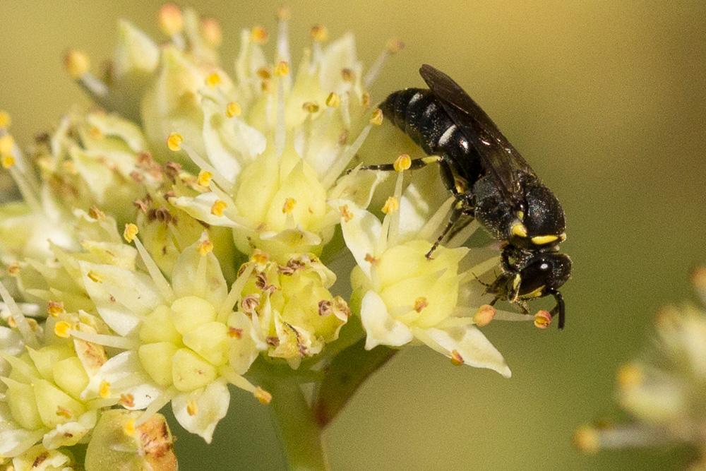 Hylaeus pictus (Smith, 1853)